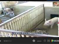 夏天到了，如何建設(shè)豬舍和豬場(chǎng)消毒？