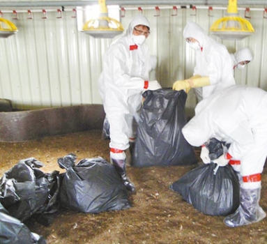 又檢出H5N2！臺(tái)灣撲殺4萬(wàn)4千肉雞
