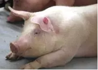 母豬飼養(yǎng)在混凝土板條地板上會使跛行的概率增加4倍