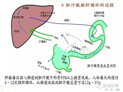 課程講解非營養(yǎng)物質(zhì)代謝（膽汁與膽汁酸的代謝）
