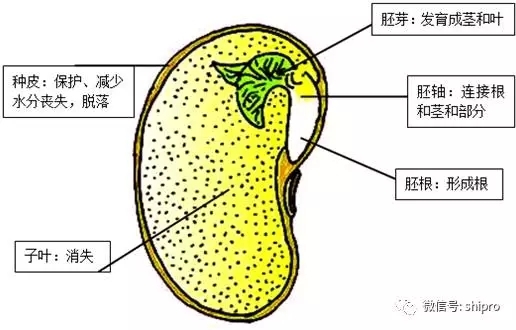 膨化大豆的認識與應用