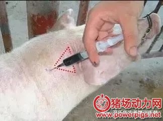 無針注射疫苗。減少疫苗損耗
