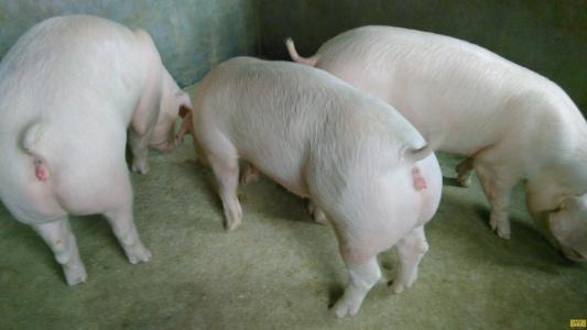 母豬為什么會(huì)返情