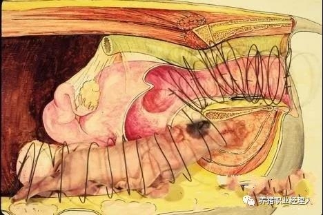 技術(shù)控 | 母豬子宮炎發(fā)生的原因及防治措施