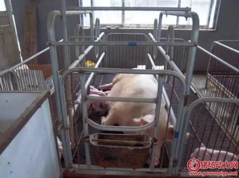 5個(gè)方面沒(méi)有做到位，仔豬被壓死概率直線上升