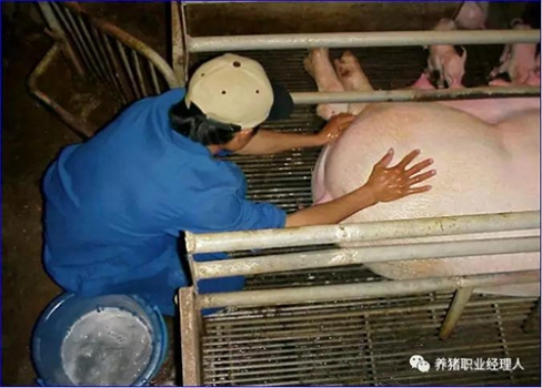 技術(shù)控|批次生產(chǎn)中如何降低一周內(nèi)仔豬的死亡，這九個(gè)細(xì)節(jié)需要注意