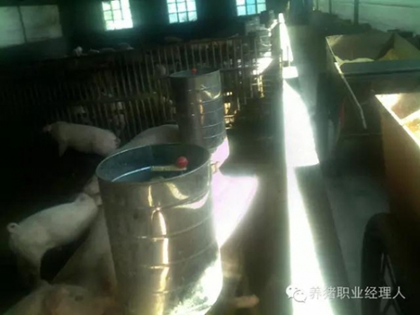必修課 | 幫助掉隊(duì)豬趕上大群的五個(gè)步驟