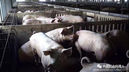 技術控 | 夏季縮短母豬產(chǎn)程的正確做法