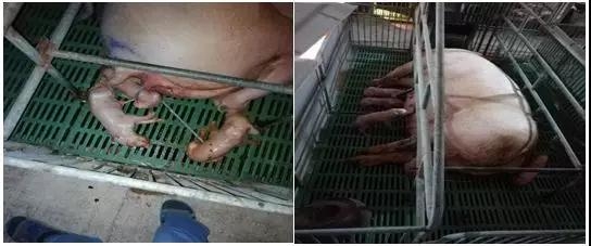 規(guī)模豬場實現(xiàn)“高成活率和正品率”標準化操作（一）