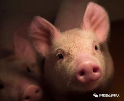 技術控 | 仔豬母源抗體的衰減規(guī)律及免疫日齡
