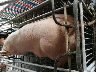 母豬產(chǎn)后第二天為什么不愿意給仔豬 放奶呢？