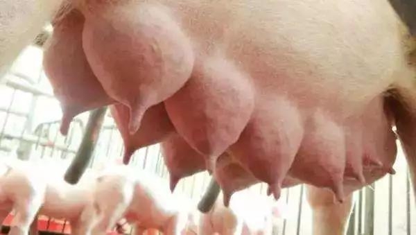 如何提高母豬配種率和產(chǎn)子率？細(xì)節(jié)操作很詳細(xì)！