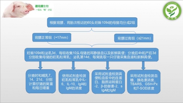妊娠后期母豬肥胖會(huì)加劇圍產(chǎn)期母豬代謝紊亂和影響仔豬的生產(chǎn)性能和腸道健康