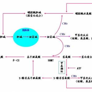 說(shuō)說(shuō)您在使用甜菜堿過(guò)程中遇到的問(wèn)題