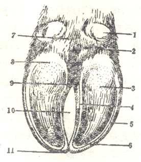 1.副蹄 2.蹄球 3.蹄底 4.軸側(cè)壁負(fù)面 5.遠(yuǎn)軸側(cè)壁負(fù)面 6.白線 7.系部 8.蹄踵 9.間隙后端 10.趾間隙 11.蹄尖