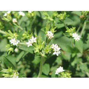 甜葉菊渣的營養(yǎng)成分及應(yīng)用